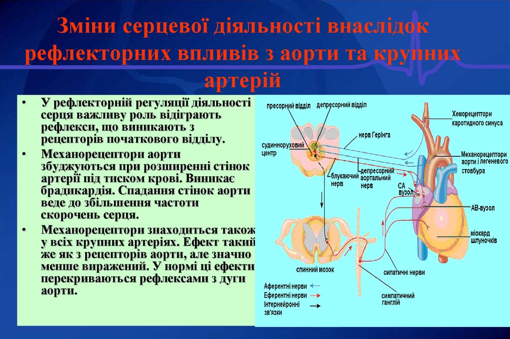 Рефлекс чермака схема