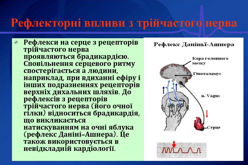 Схема рефлекторной дуги глазосердечного рефлекса