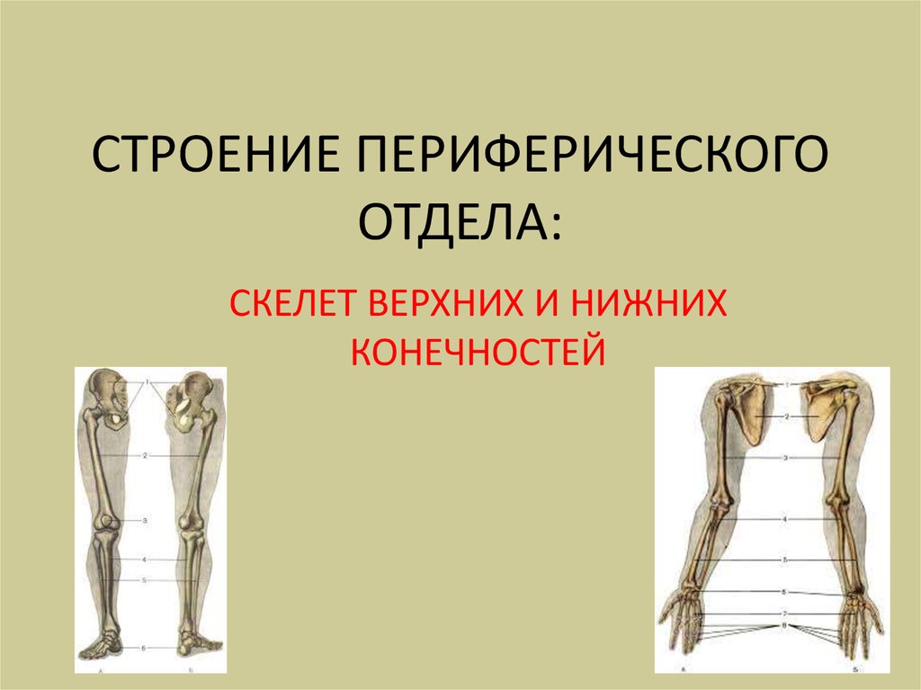 Функции скелета задних конечностей