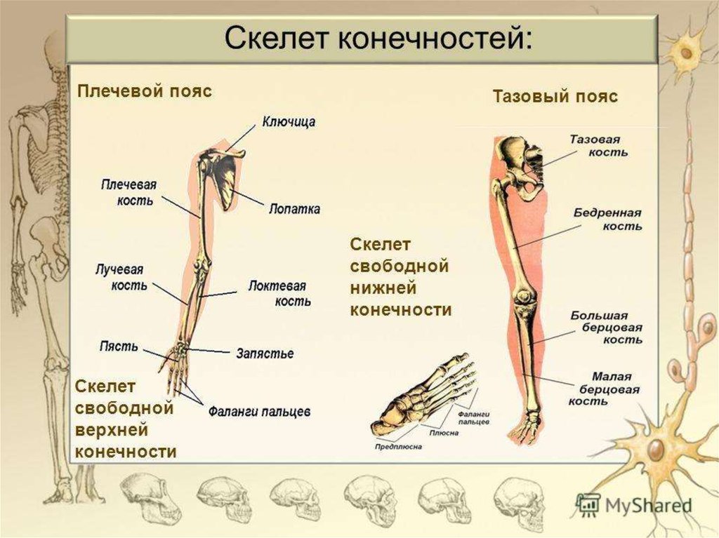 Отделы скелета пояса верхних конечностей. Костный скелет свободной нижней конечности. Скелет поясов человека строение. Скелет пояса верхних конечностей состоит. Скелет свободных конечностей строение.