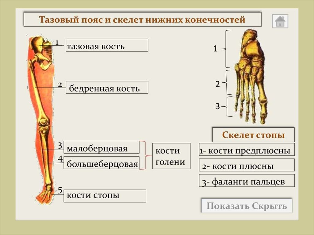 Скелет нижних конечностей человека схема