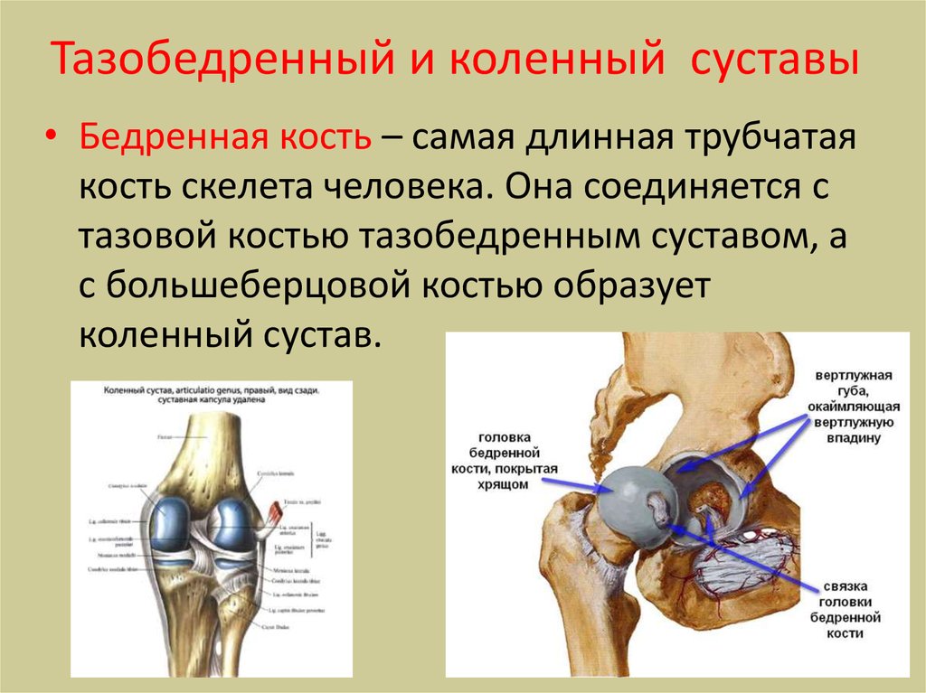 Характеристика сустава человека