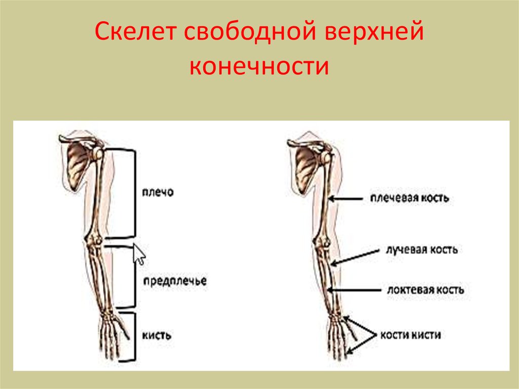 Скелет верхней конечности человека пояс конечностей. Скелет пояса верхних конечностей состоит. Строение скелета верхней конечности (отделы и кости). Строение пояса верхней конечности анатомия предплечье. Кости пояса верхней конечности человека анатомия.