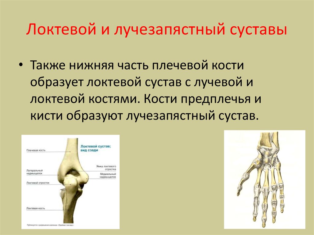 Соединения локтевой кости. Локтевой и лучезапястный сустав. Локтевой и лучевой сустав. Кости локтевого сустава. Плечевой и локтевой суставы.
