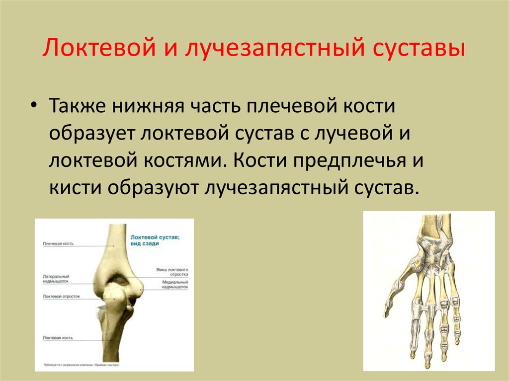 Кости локтя. Коленный локтевой плечевой лучезапястный сустав. Сустав между плечевой костью и костями предплечья. Локтевой и лучевой сустав. Локте-запястный сустав.