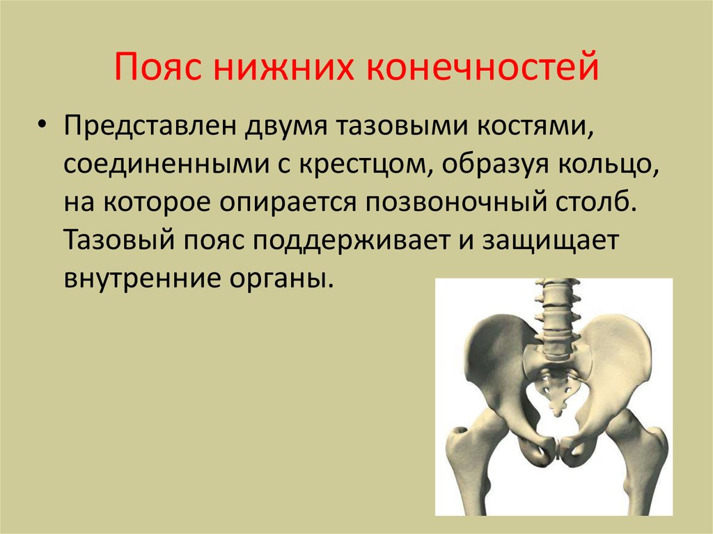 Тазовый пояс нижних конечностей. Пояс нижних конечностей кости таза. Пояс нижних конечностей тазовый пояс. Пояс н жних конечностей. Пояс ниэней конечностей.