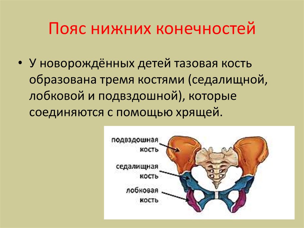 Костя образованы. Кости пояса нижних конечностей. Скелет пояса нижних конечностей тазовый пояс. Скелет пояса нижних конечностей состоит из. Пояс нижней конечности тазовая кость.