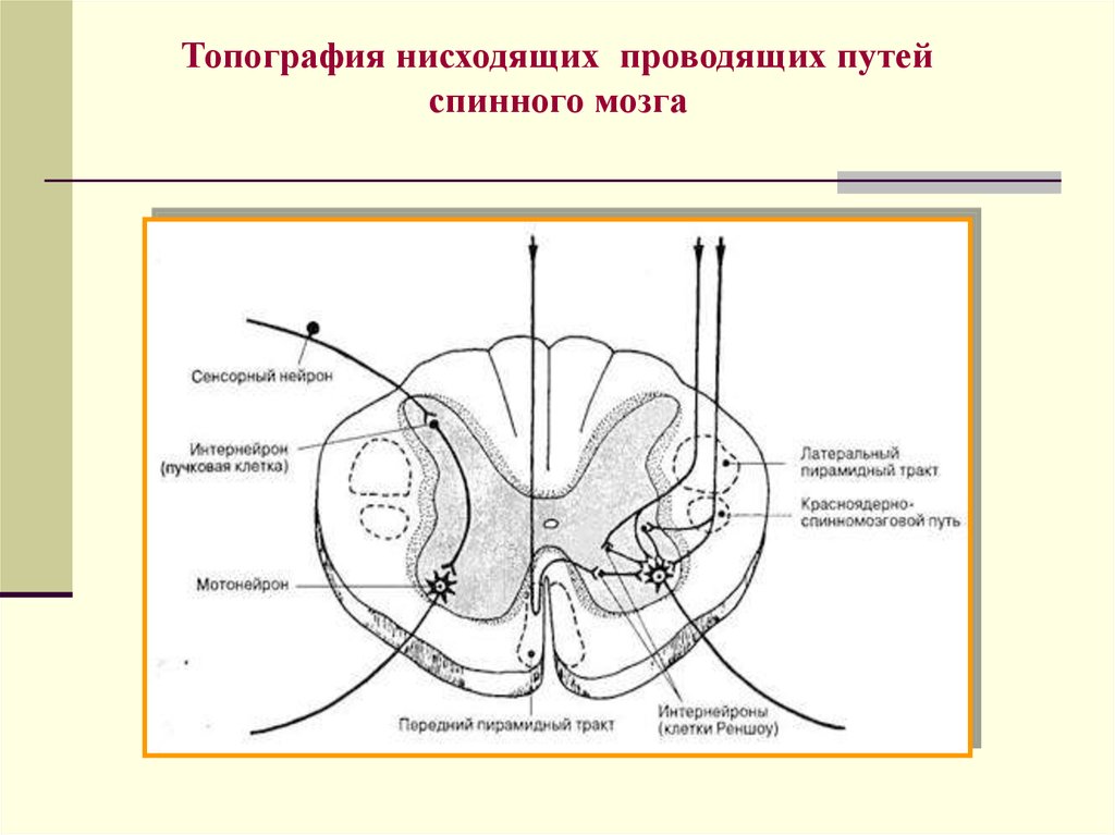 Схема внутреннего строения спинного мозга топография серого и белого вещества