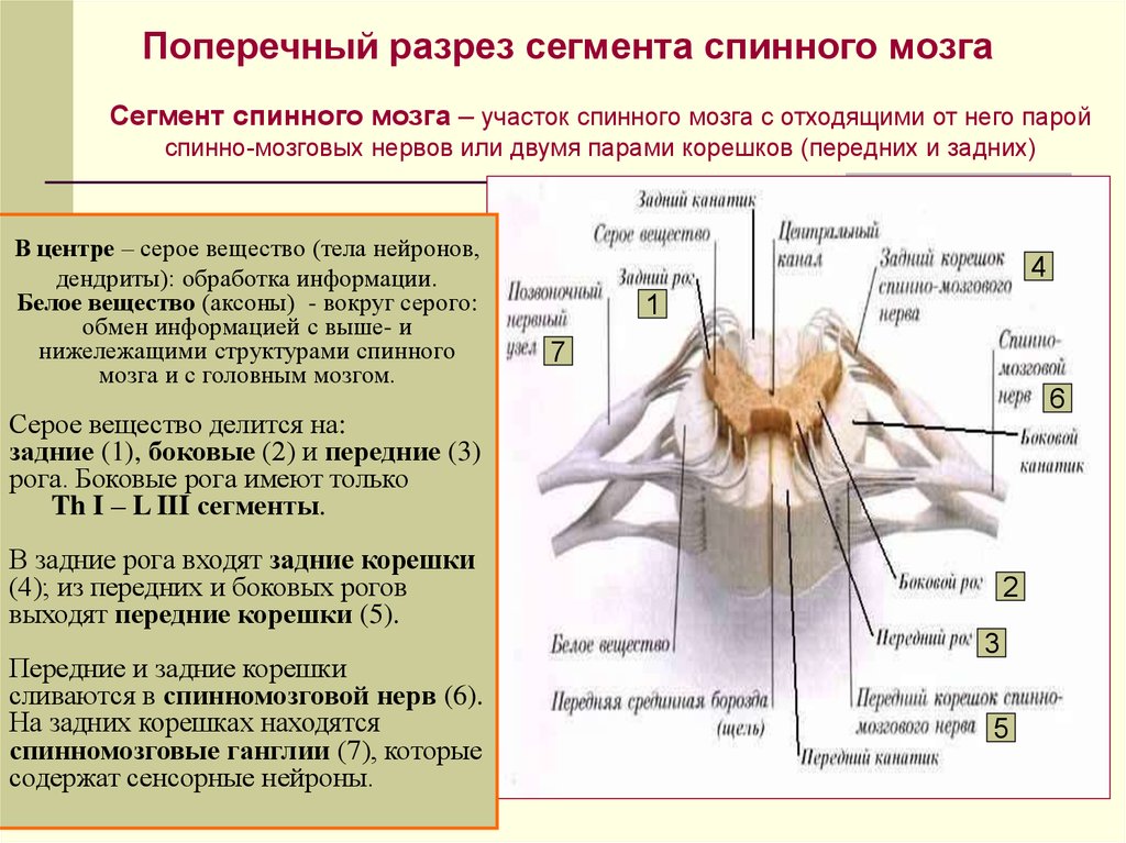 Количество сегментов спинного мозга