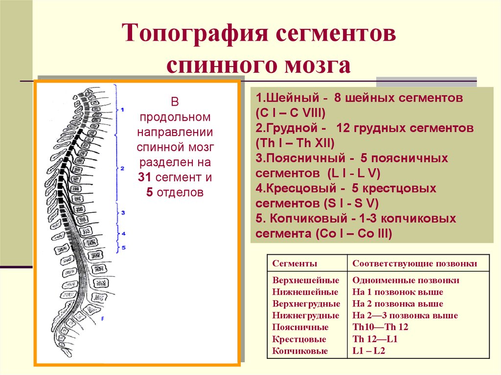 Пониженные сегменты. Спинномозговые нервы сегменты позвонки. Спинной мозг 1-3 сегменты. D2 сегмент спинного мозга. Соответствие между сегментами спинного мозга и позвонками.