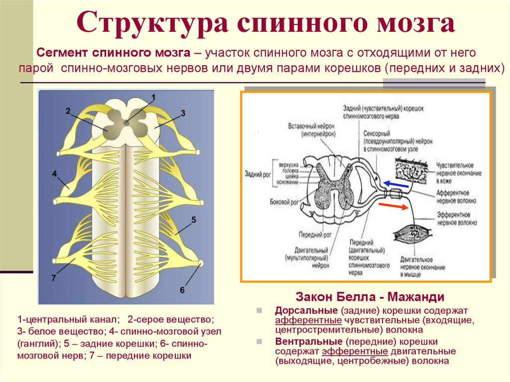 Центральный нервный канал. Спинной мозг строение и функции. Вентральные корешки спинного мозга. Строение спинного мозга неврология. Строение и функции спинного мозга. Анатомия и физиология.