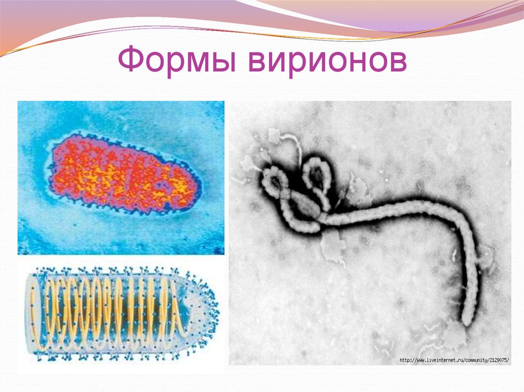 Рисунки различных форм вирионов