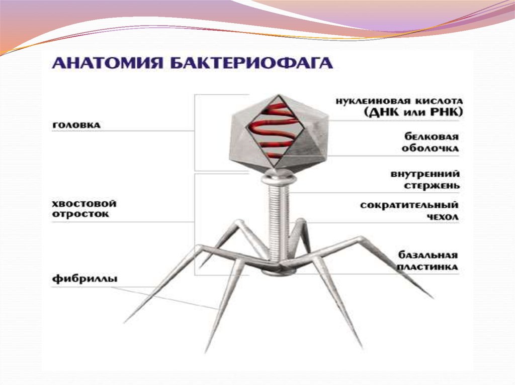 Бактериофаг назначение