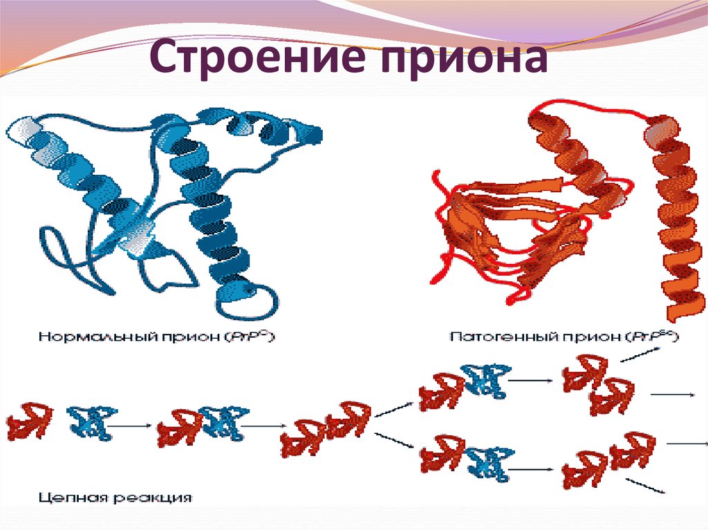 Прионы микробиология презентация