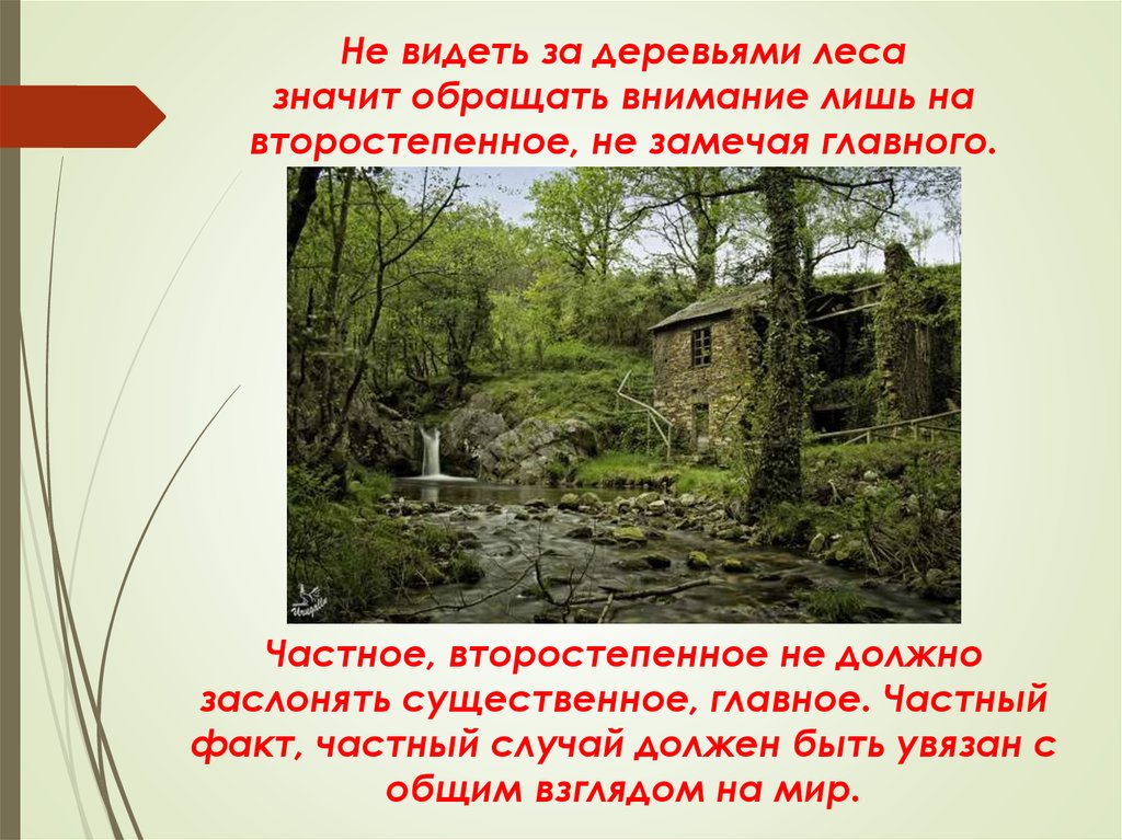 Увидев леса. За деревьями не видеть леса. За лесом не видно деревьев. За деревьями леса не видно. Не видеть леса за деревьями что значит.