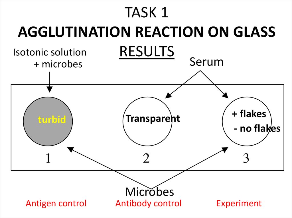 TASK 1 AGGLUTINATION REACTION ON GLASS RESULTS