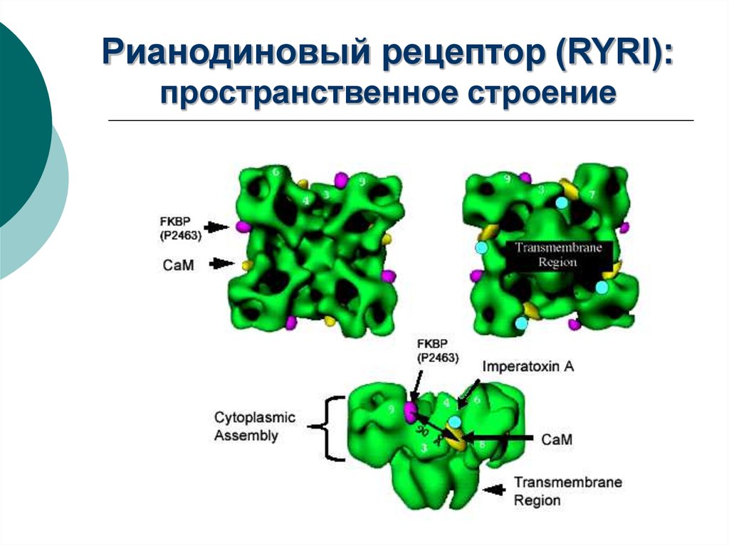 Злокачественная гипертермия презентация