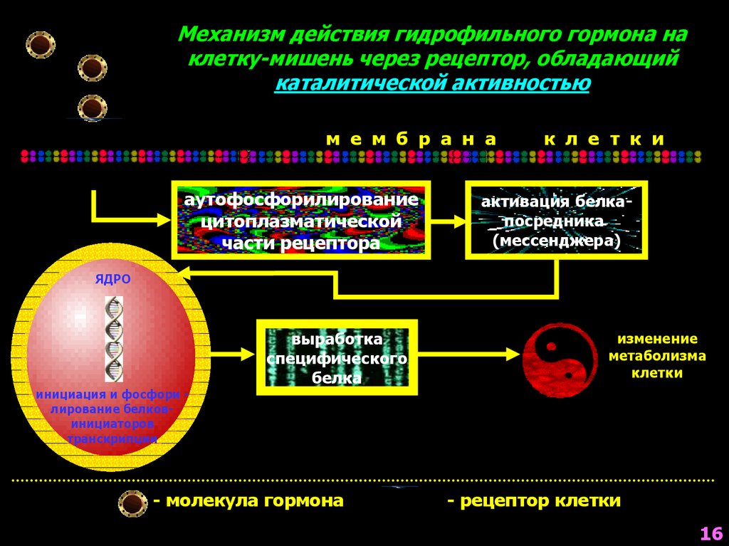 Влияние ксенона на клетки и рецепторы