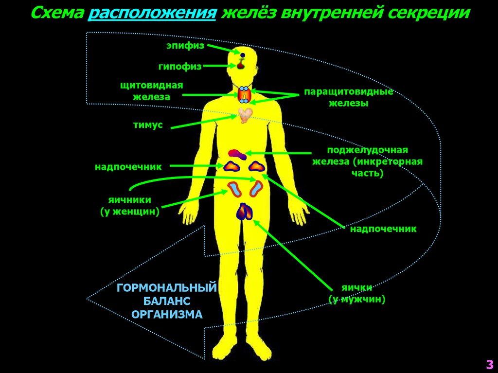 Железы внутренней секреции человека рисунок с подписями