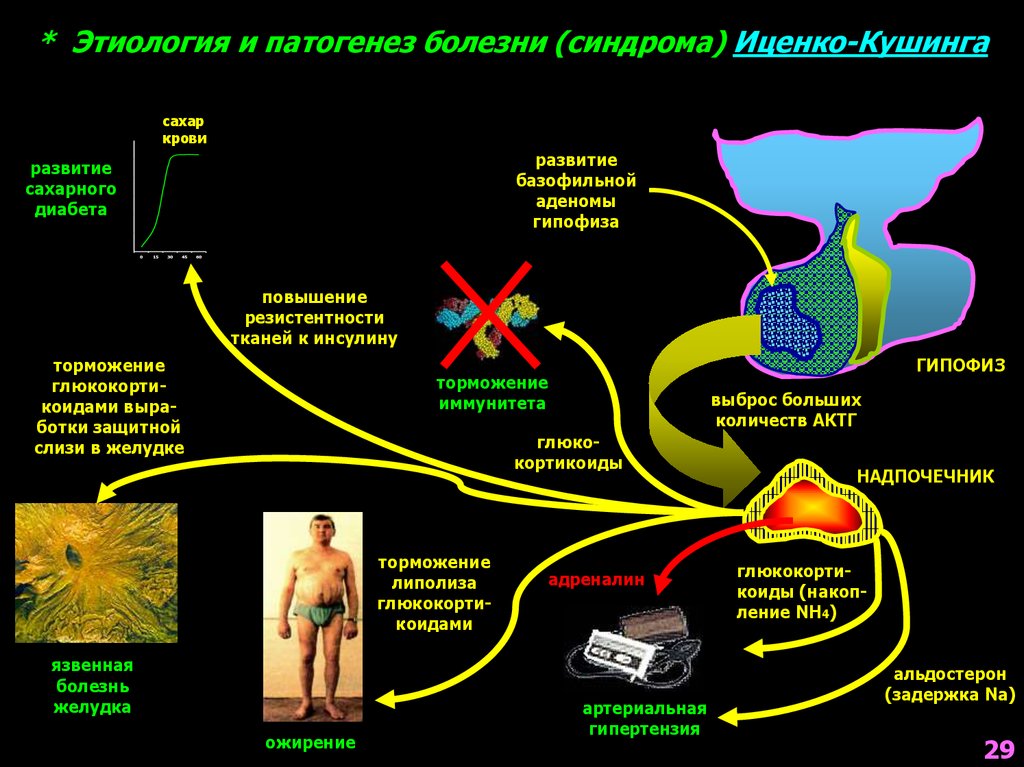 Патогенез синдрома. Синдром Кушинга патофизиология. Ожирение при синдроме Иценко-Кушинга патогенез. Механизм развития симптомов синдрома Иценко Кушинга. Патогенез болезни Иценко-Кушинга схема.