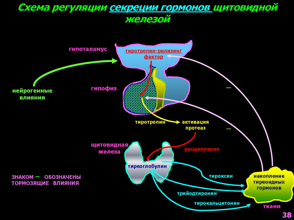 Инсулин и гипофиз. Регуляция выработки гормонов щитовидной железы. Схема регуляции выработки тиреоидных гормонов. Регуляция секреции гормонов схема. Регуляция секреции тиреоидных гормонов схема.
