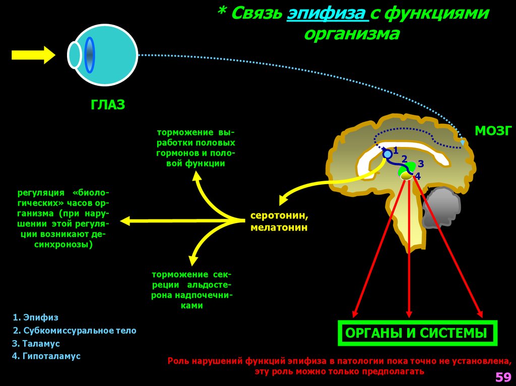 Гормоны влияющие на сон