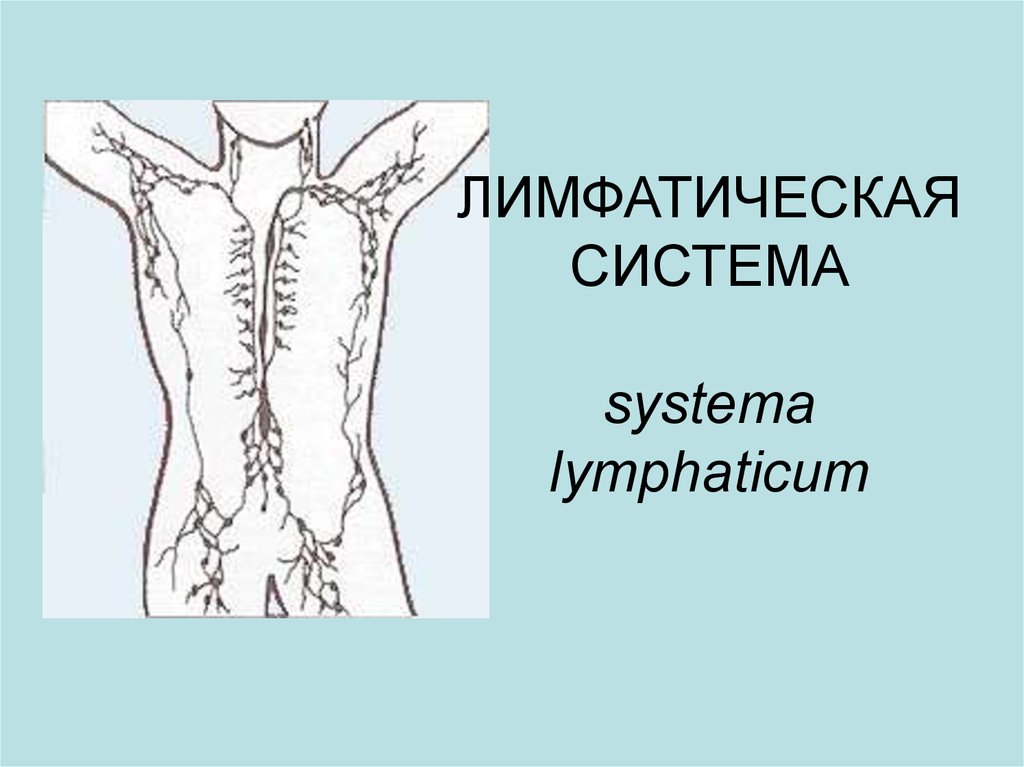 Лимфатическая система клапаны