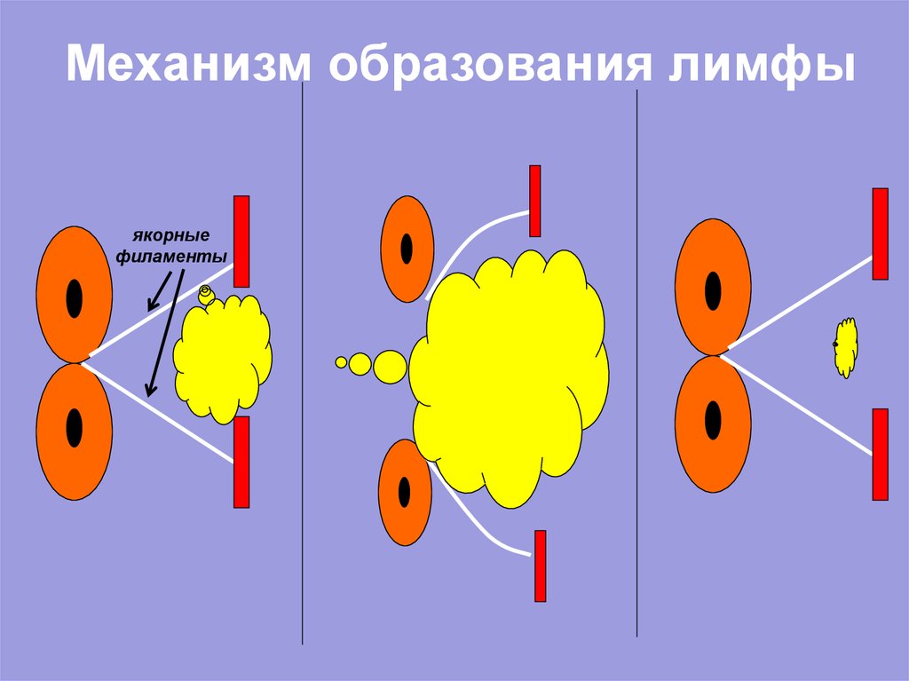 Лимфа образуется из. Механизм лимфообразования схема. Механизм образования лимфы схема. Механизмобразовани лимфы. Механизм лимфообразования и лимфообращения.