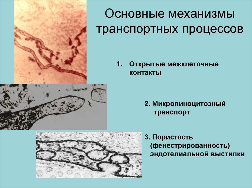 Основные механизмы транспортных процессов