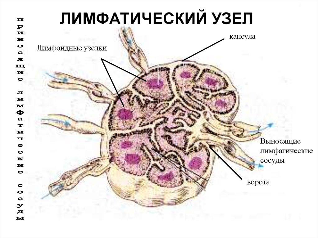 Лимфатический узел рисунок. Схема строения лимфатического узла млекопитающих. Строение лимфатического узла КРС. Строение лимфатического узла у животных. Строение лимфатического узла у свиней.