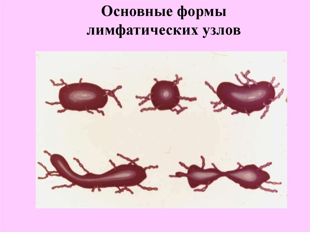 Лимфатическая система - презентация онлайн