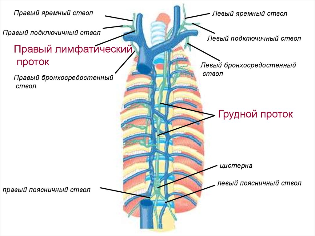 Схема грудного и правого лимфатического протока