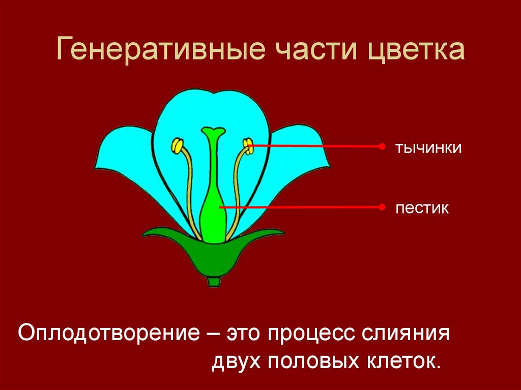 Генеративное размножение растений какие органы
