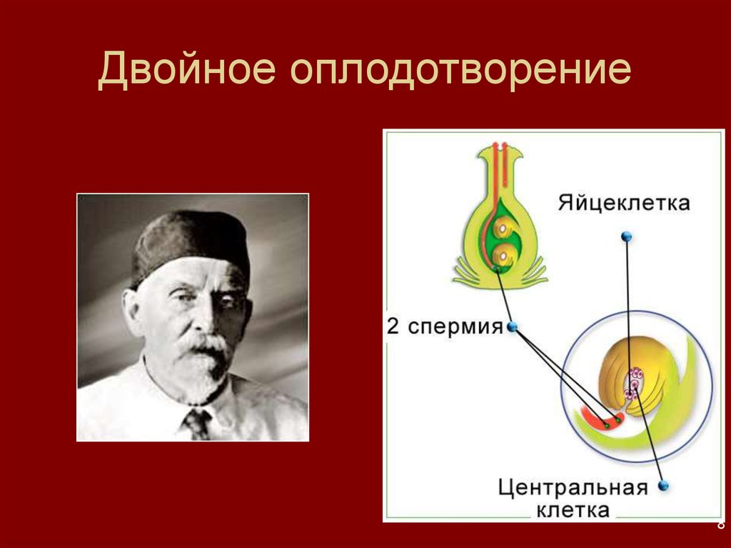 Двойное оплодотворение растений презентация