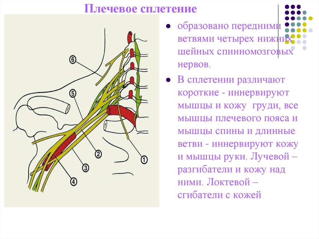 Иннервация корешков. Ветви плечевого сплетения иннервируют. Плечевое сплетение образуют ветви спинномозговых нервов. Длинные ветви плечевого сплетения спинномозговых нервов. Нервы плечевого сплетения спинномозговых нервов.