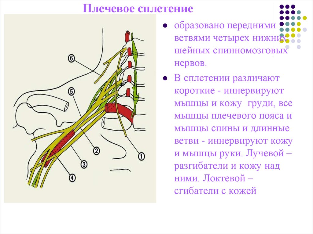 Ветви спинномозговых нервов. Ветви плечевого сплетения иннервируют. Плечевое сплетение образуют ветви спинномозговых нервов. Длинные ветви плечевого сплетения спинномозговых нервов. Нервы плечевого сплетения спинномозговых нервов.