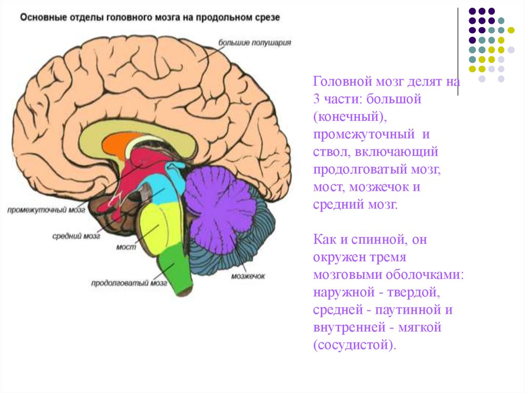 Перечислите отделы ствола головного мозга. Отделы головного мозга продолговатый мозг. Продолговатый мозг,мост,средний мозг, мозжечок,промежуточный. Продолговатый задний средний промежуточный конечный мозг. Ствол мозга продолговатый задний средний промежуточный мозг.