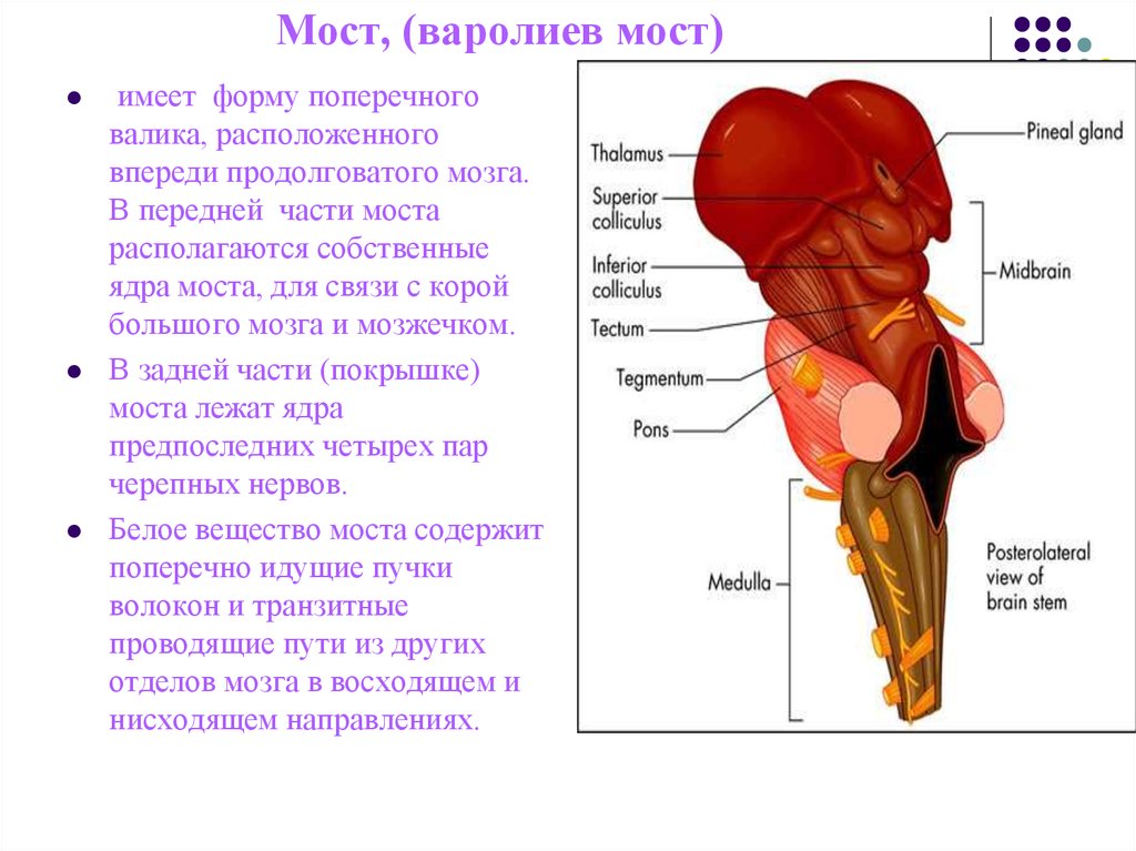 Мост мозга расположение