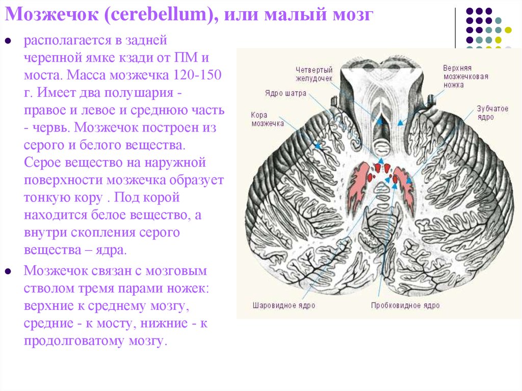 Изменение мозжечка. Ядра мозжечка анатомия. Серое вещество мозжечка функции. Строение мозжечка атлас Синельникова. Червь мозжечка анатомия.