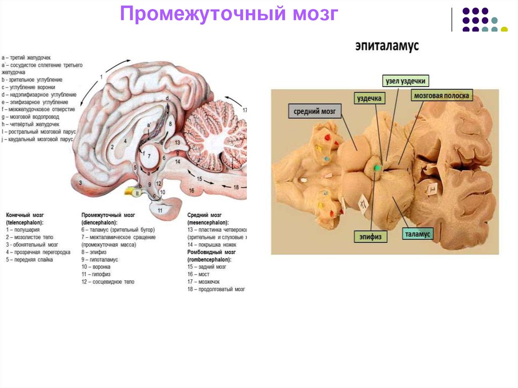 Промежуточный мозг