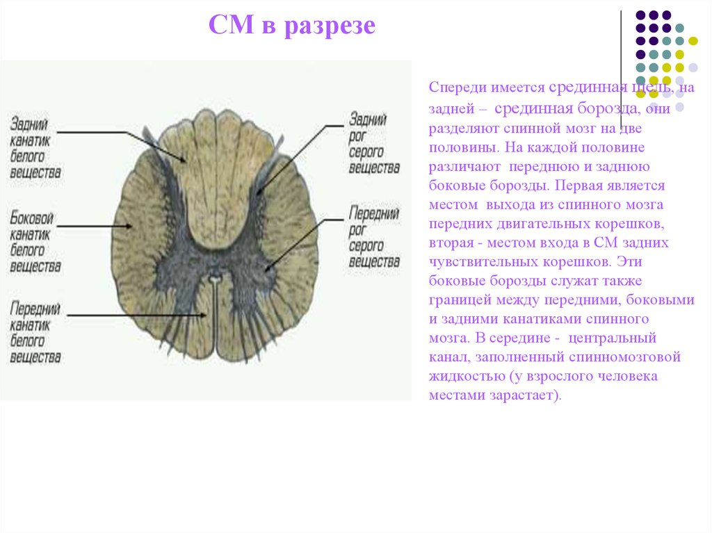 Канатики мозга. Канатики белого вещества спинного мозга. Передняя и задняя борозда спинного мозга. Строение спинного мозга задняя борозда. Передние и задние латеральные борозды спинного мозга.