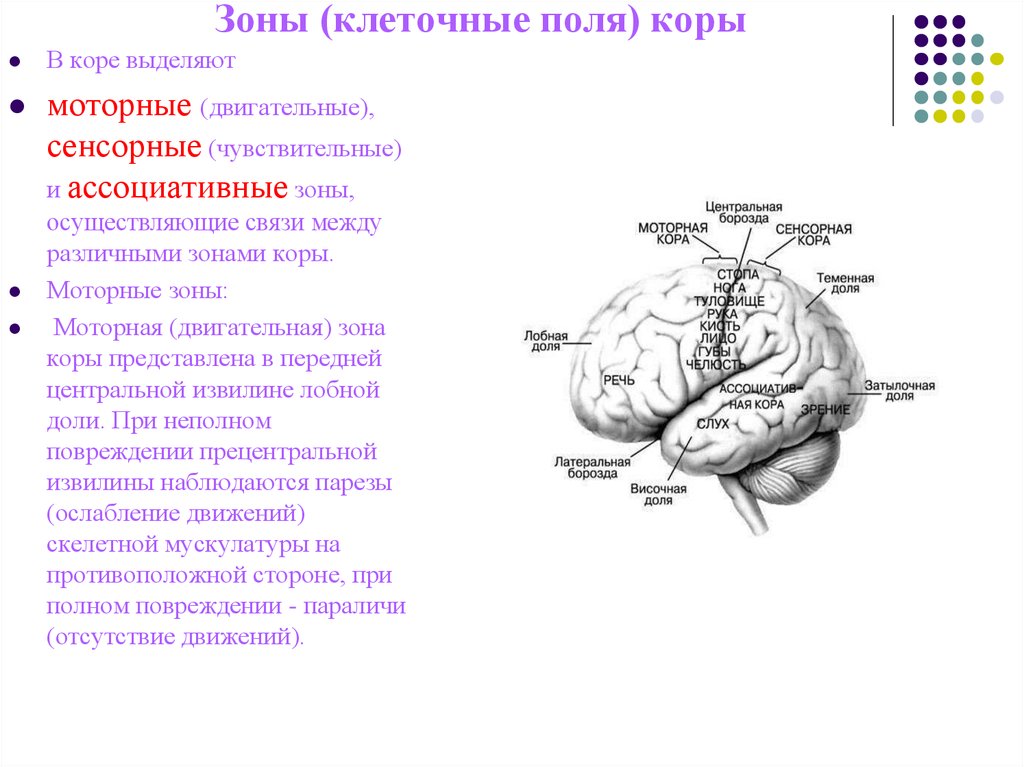 Моторные зоны мозга