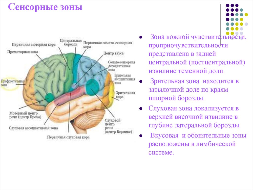 Области доли мозга. Зоны коры головного мозга сенсорная моторная ассоциативная. Сенсорная зона коры головного мозга функции. Проекционные сенсорные зоны коры головного мозга находятся. Сенсорные области коры большого мозга (проекционные поля)..