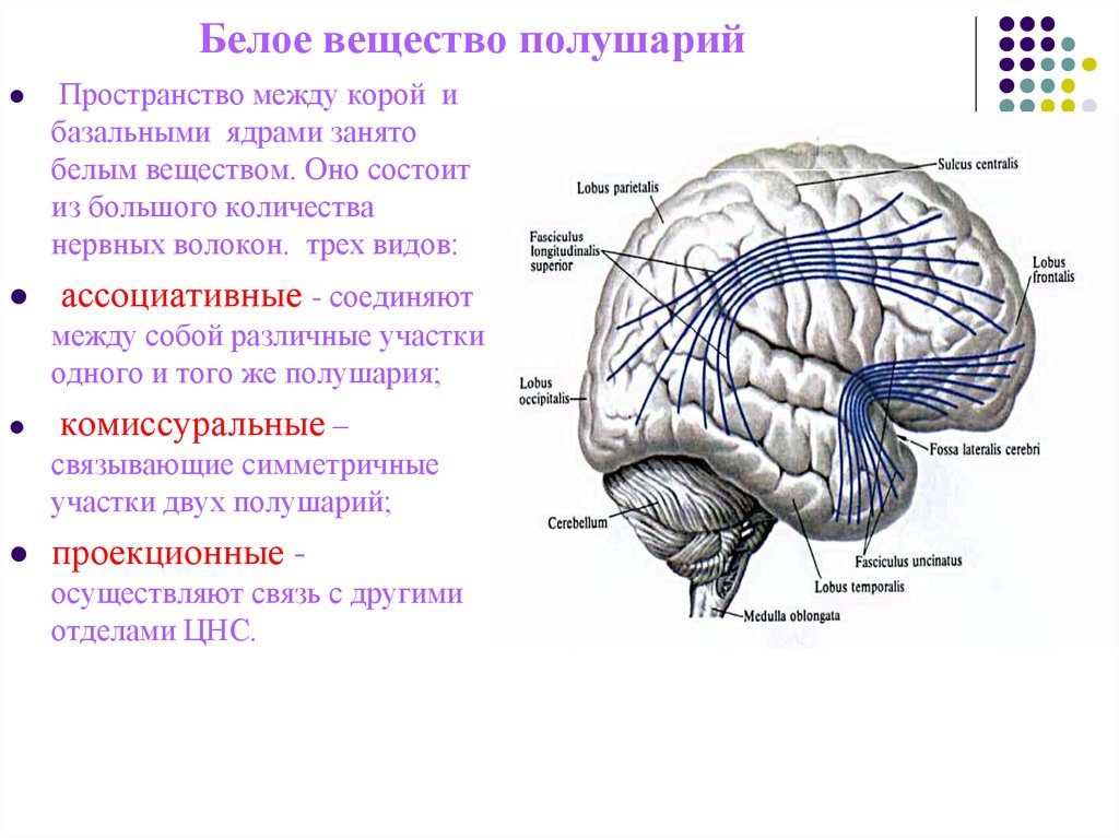 Вещество головного мозга. Структура белого вещества больших полушарий. Ассоциативная система волокон белого вещества большого мозга. Белое вещество полушарий большого мозга. Комиссуральные нервные волокна полушарий:.