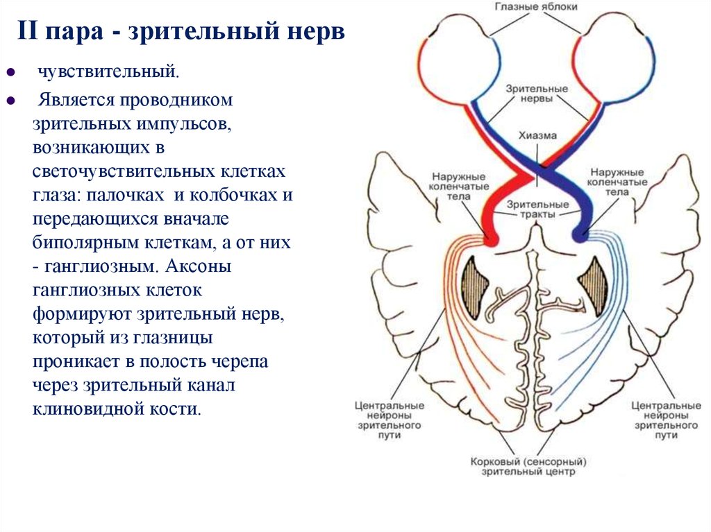 Место выхода зрительного нерва. Зрительный нерв (II пара, 2 пара, вторая пара черепных нервов), n. Opticus. 2 Пара ЧМН зрительный нерв. Зрительный нерв 2 пара черепных нервов. Борозда зрительного нерва.