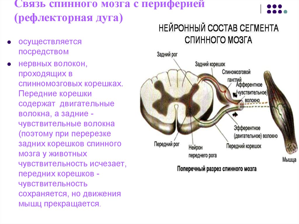 Двигательные и чувствительные корешки