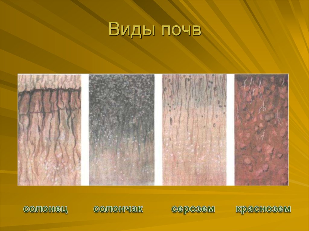 Различные типы почв. Виды почв. Различные виды почв. Разные типы почв. Образцы почвы.