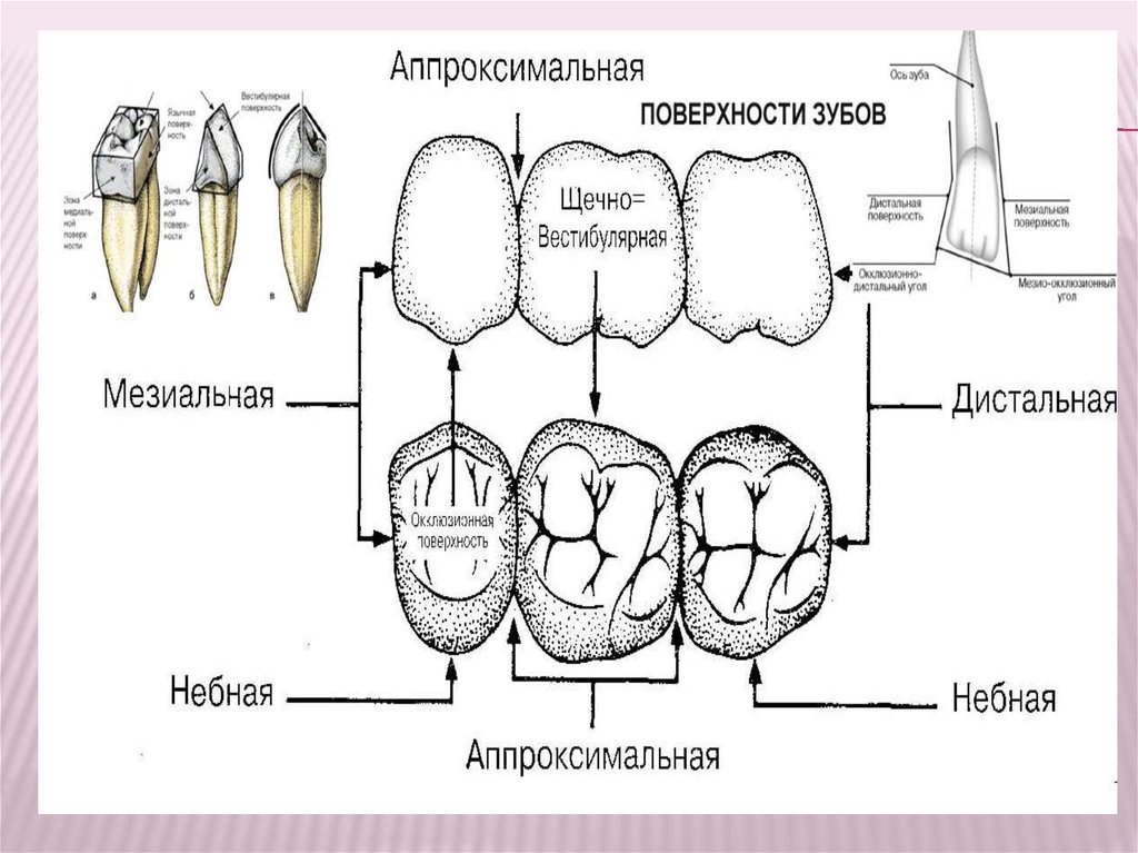 Трети зуба