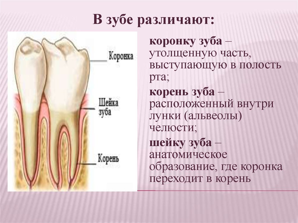Какую функцию выполняет коронка зуба. Анатомия зубов коронка шейка корень. Анатомия зуба коронка шейка корень. Коронка шейка и корень зуба.