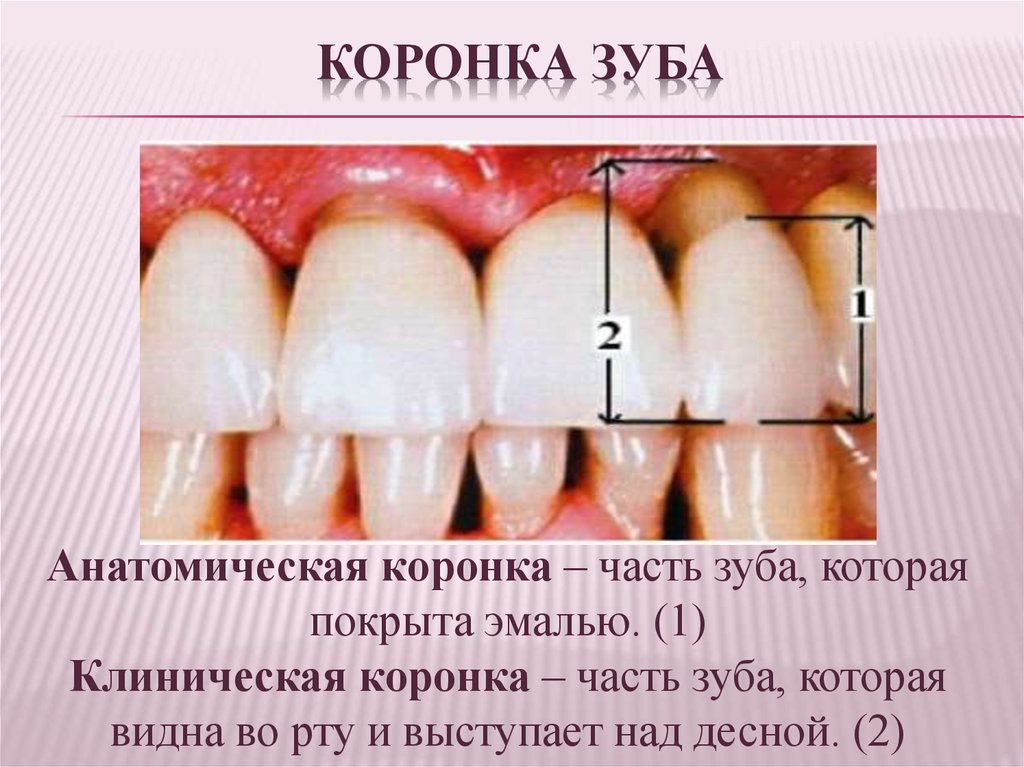 Какую функцию выполняет шейка зуба. Анатомическая и клиническая коронка зуба. Анатомическая коронка зуба это. Клиническая коронка и анатомическая коронка зуба.